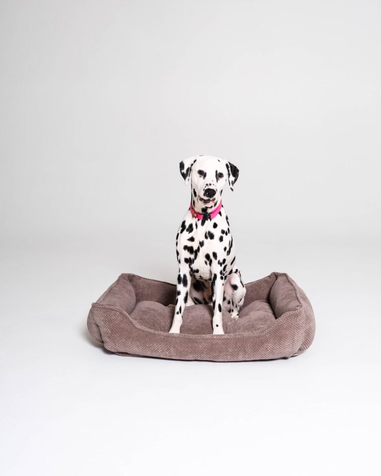 Pet bed Refresh