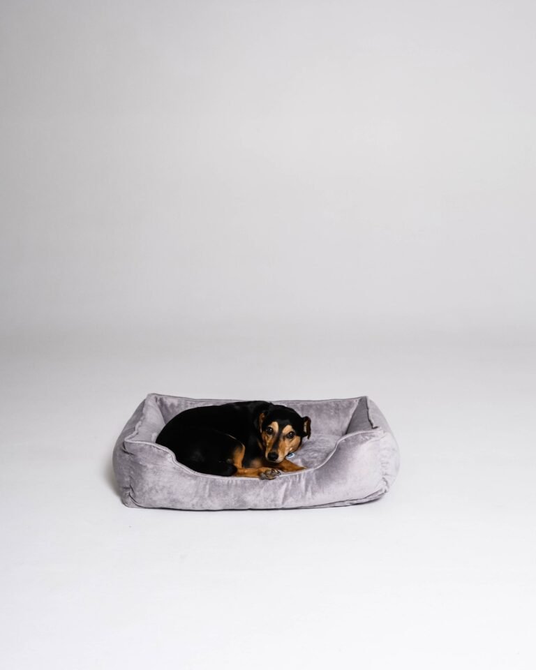 Pet bed Velvet Paw