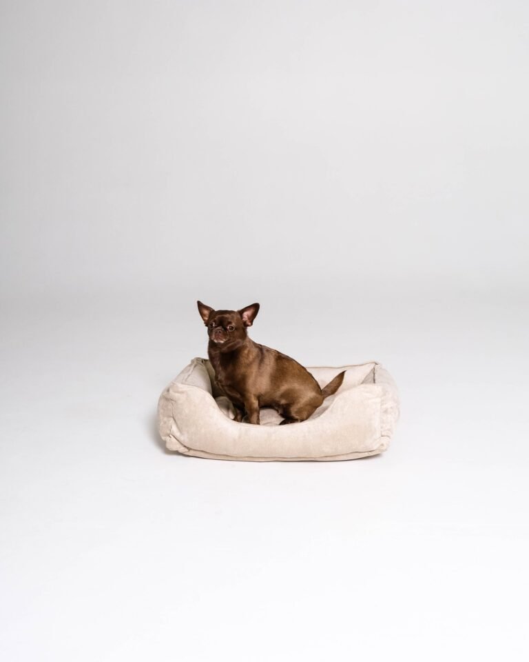 Pet bed Velvet Paw